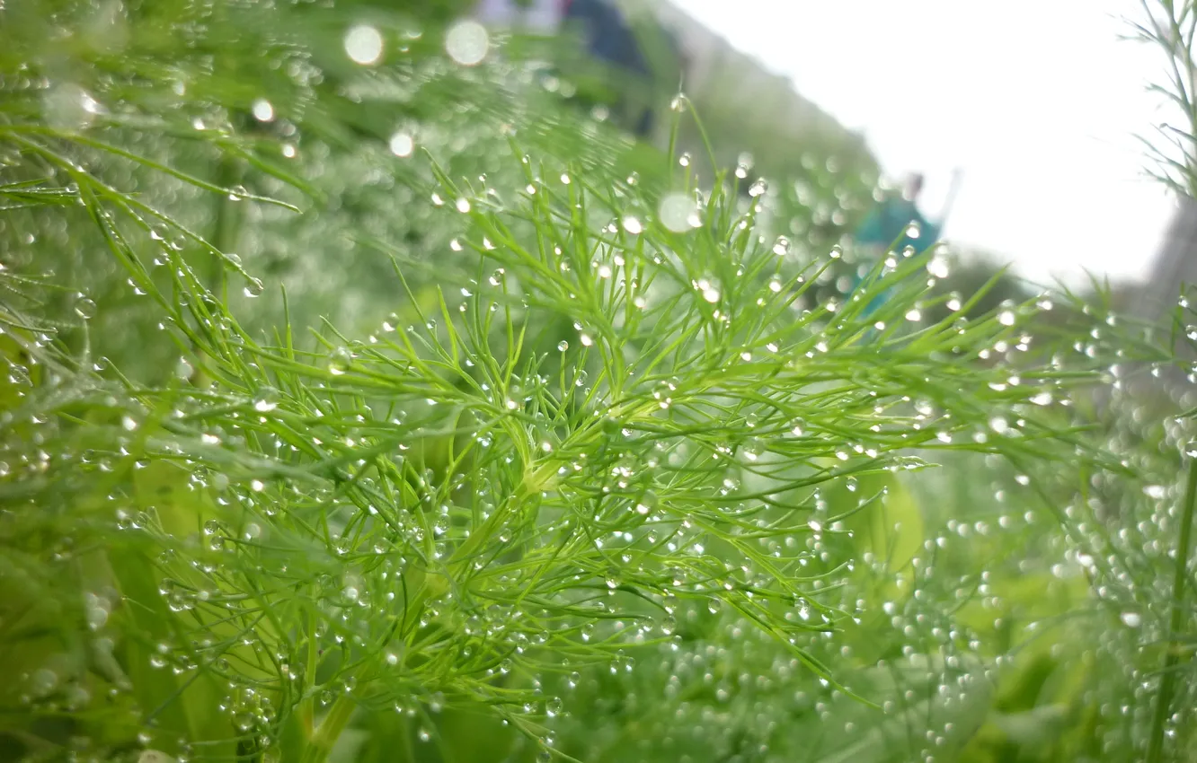 Photo wallpaper Rosa, morning, dill