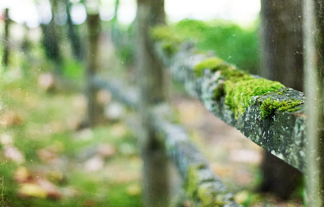 Photo wallpaper macro, style, background, the fence, moss