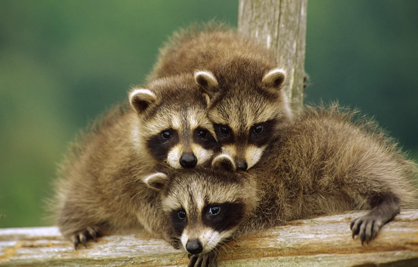 Photo wallpaper animals, animals, raccoons, cubs