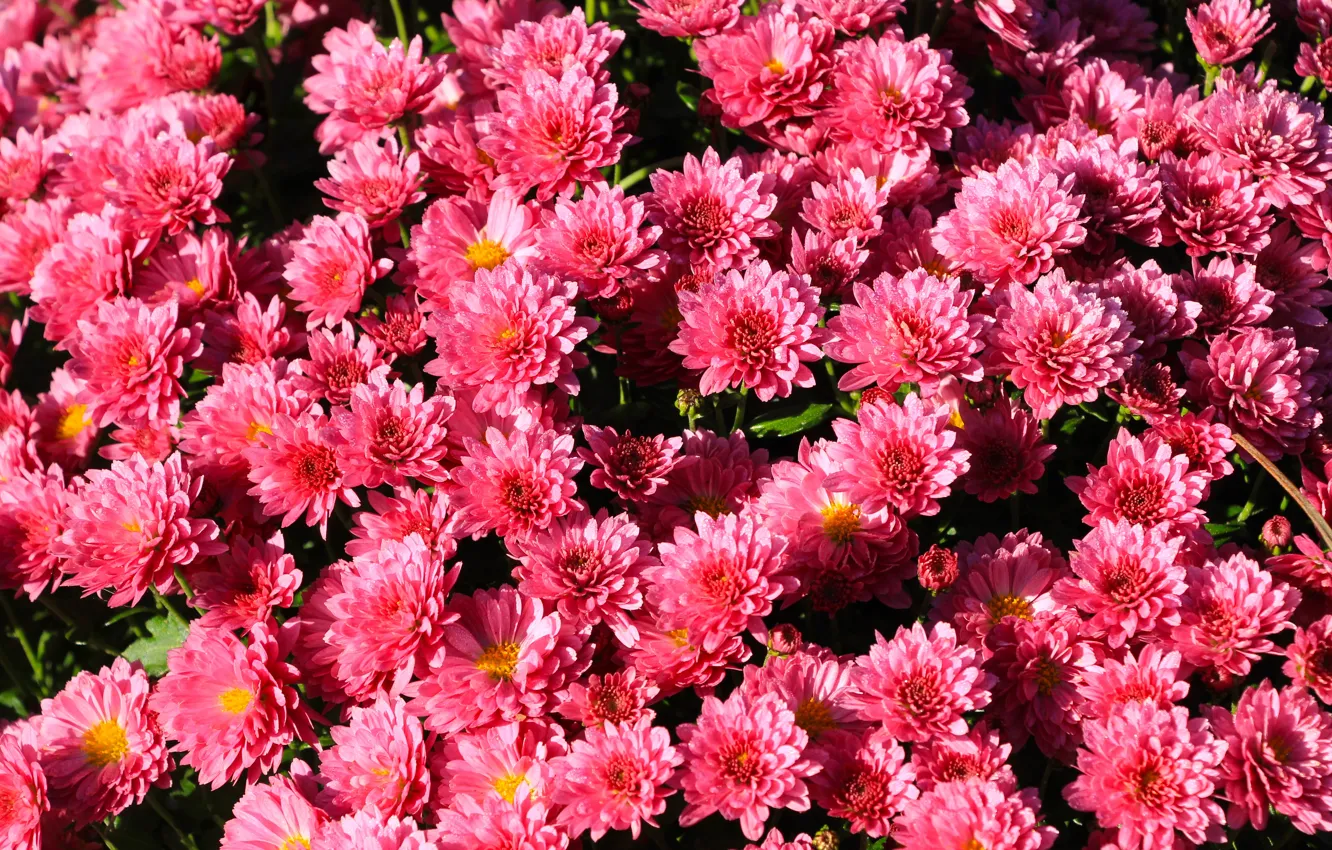 Photo wallpaper flower, pink, garden, blooming, aster