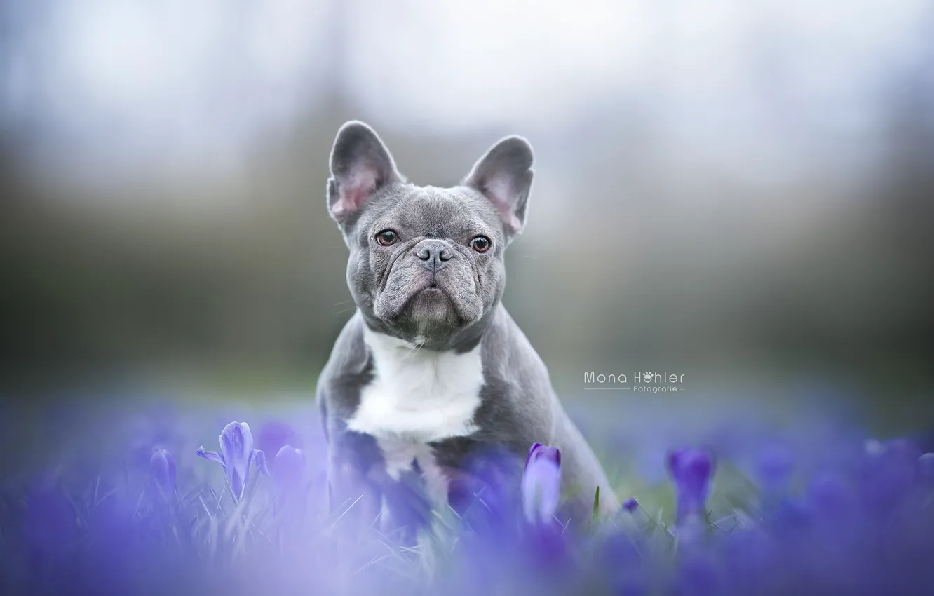 Photo wallpaper look, flowers, background, dog, face, doggie, French bulldog
