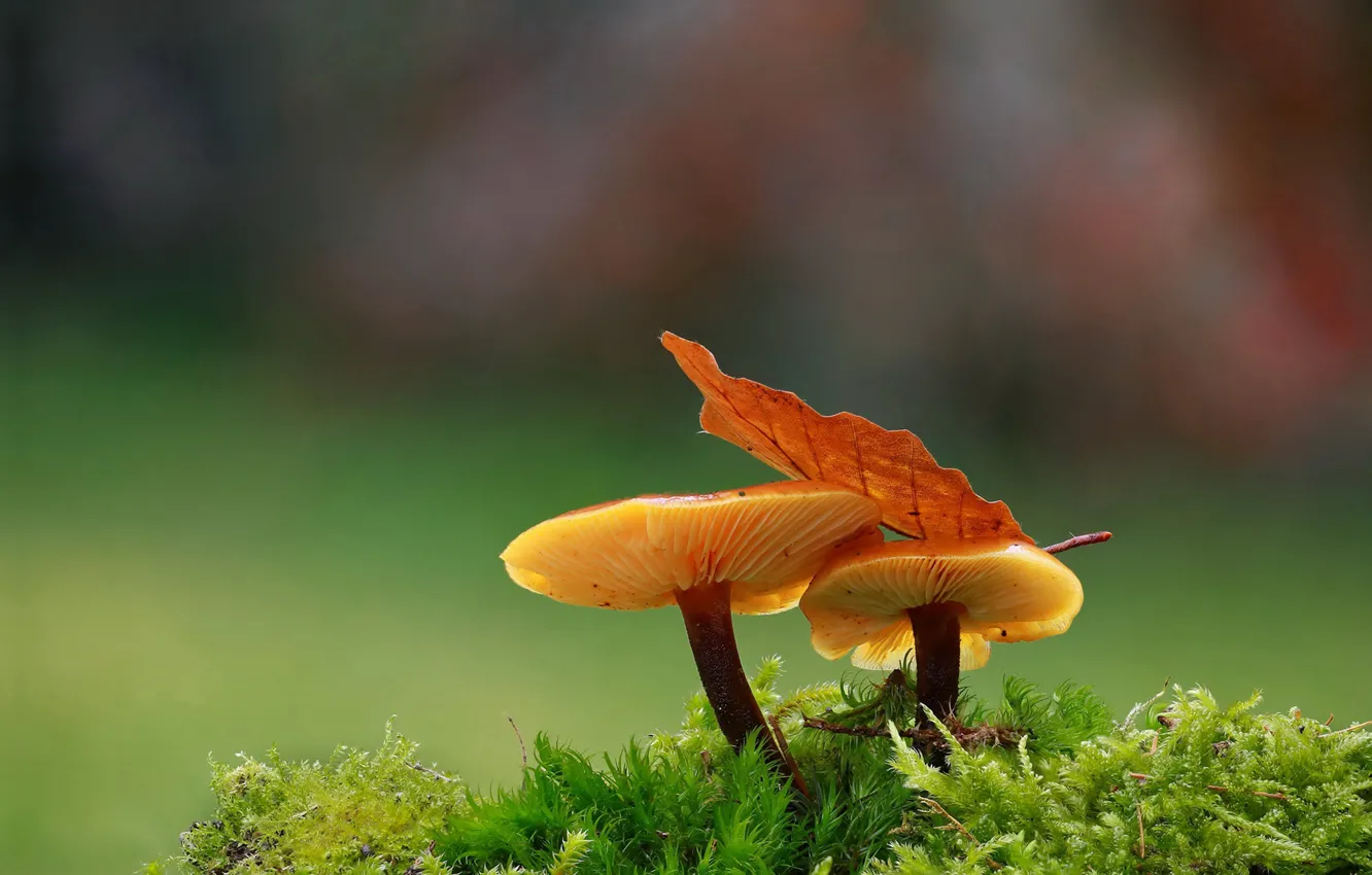 Photo wallpaper macro, background, mushrooms, moss, leaf
