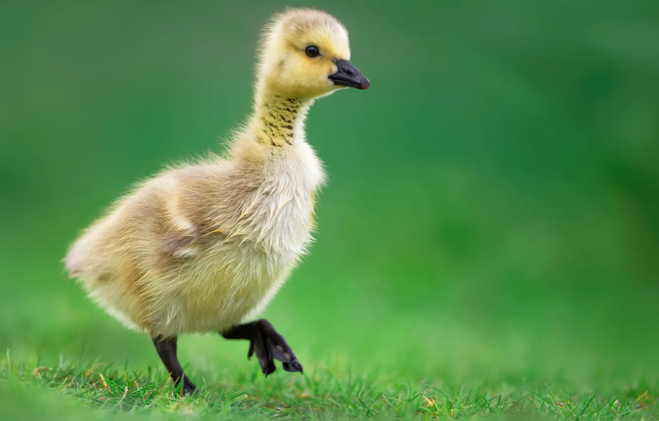 Photo wallpaper nature, baby, weed, Gosling