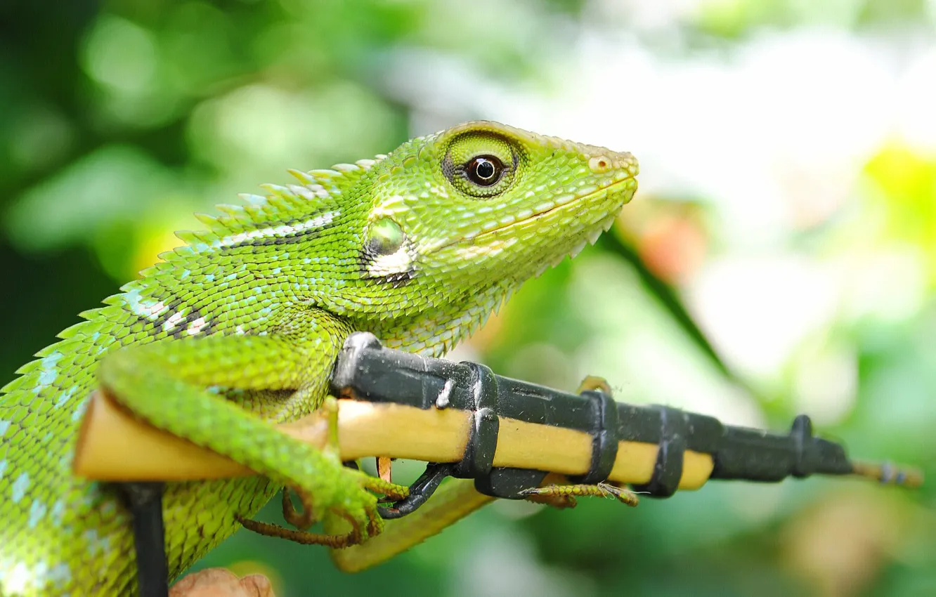 Photo wallpaper weapons, lizard, machine, reptile