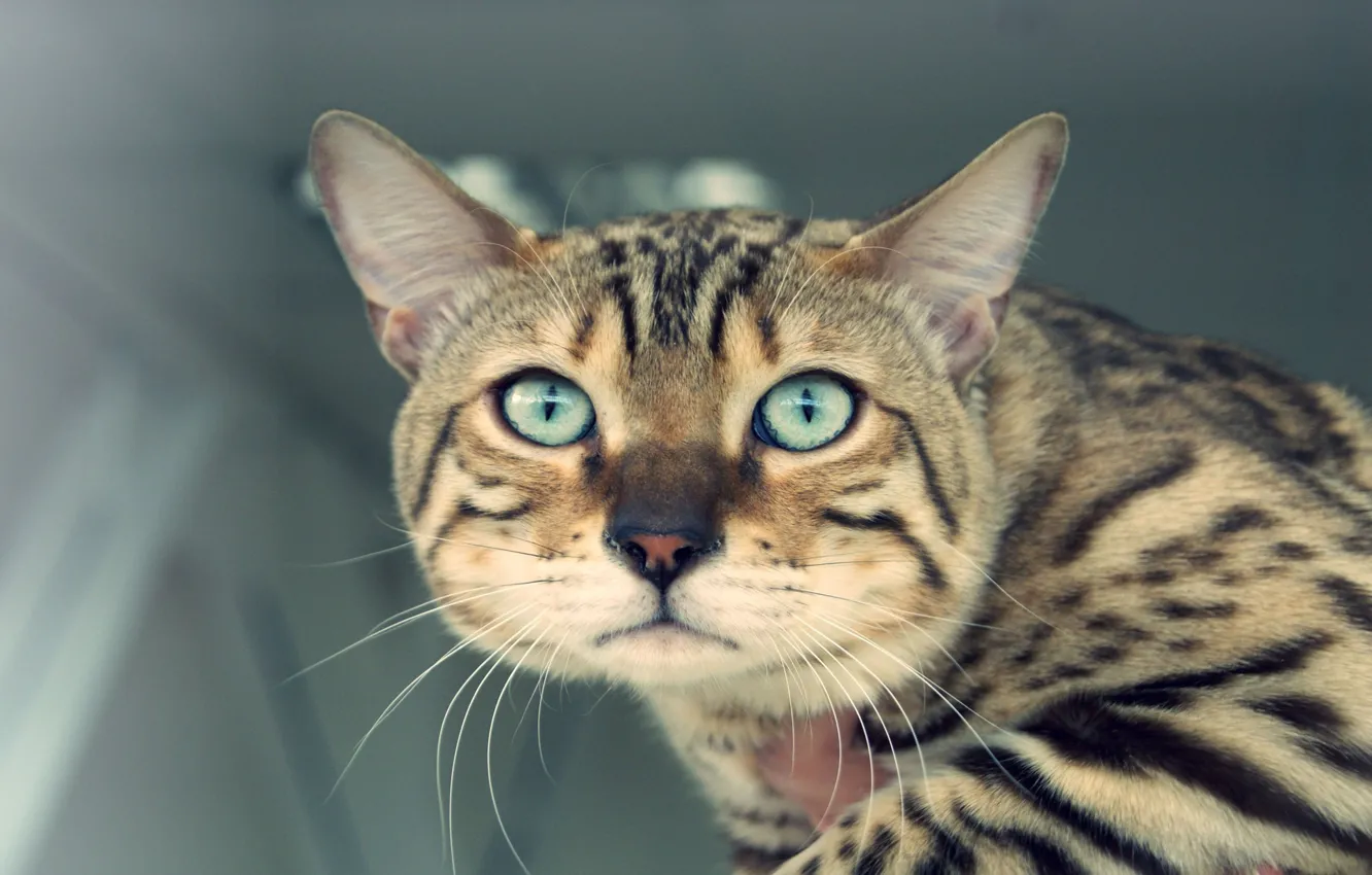 Photo wallpaper cat, eyes, mustache, look