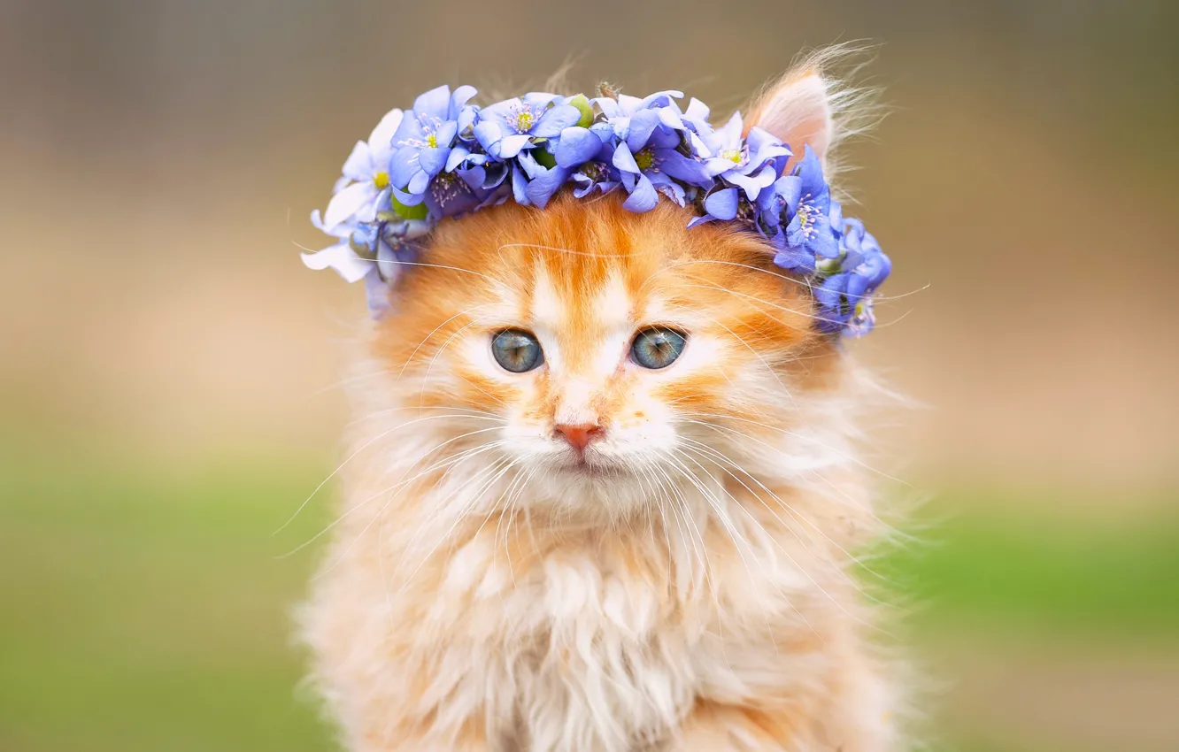 Photo wallpaper flowers, fluffy, muzzle, kitty, wreath