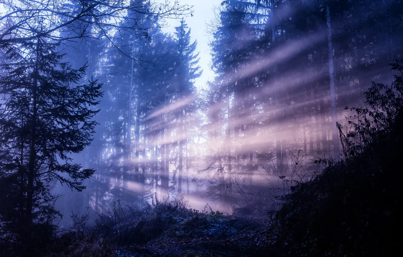 Photo wallpaper forest, rays, trees, nature, beauty