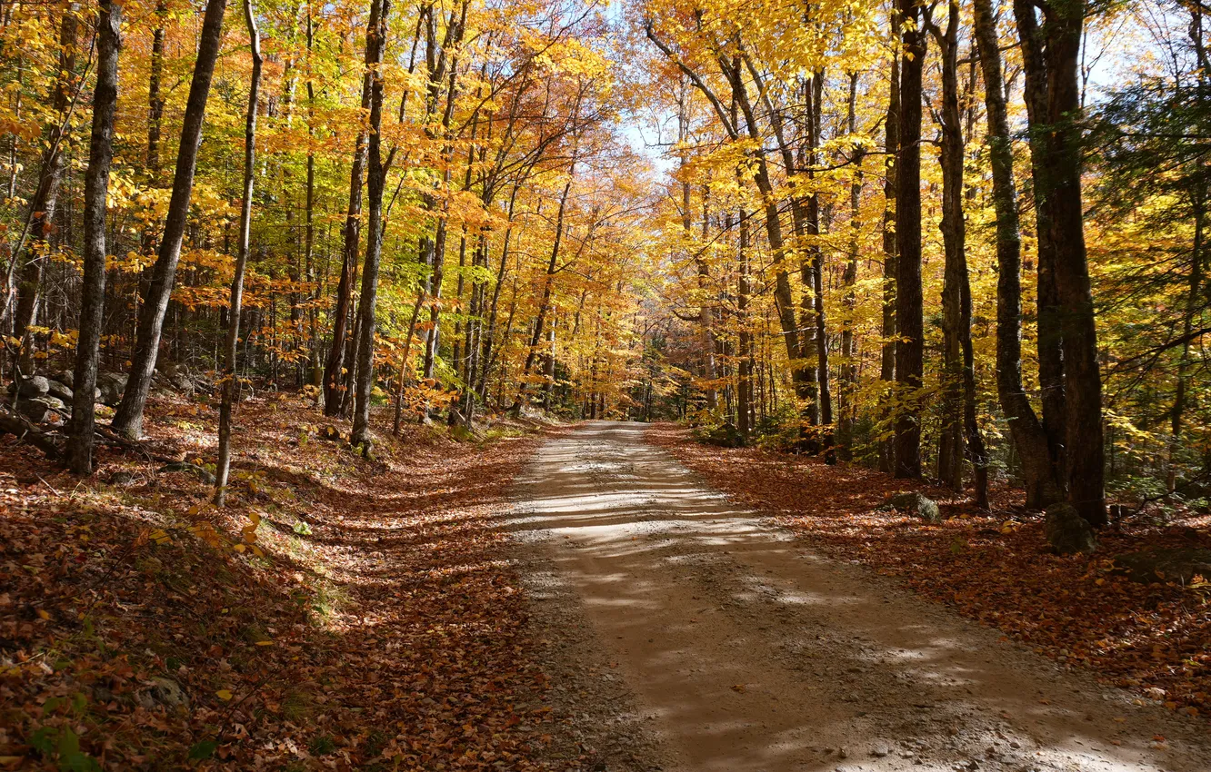 Photo wallpaper road, autumn, forest