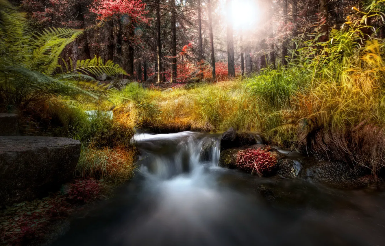 Photo wallpaper forest, summer, river, morning