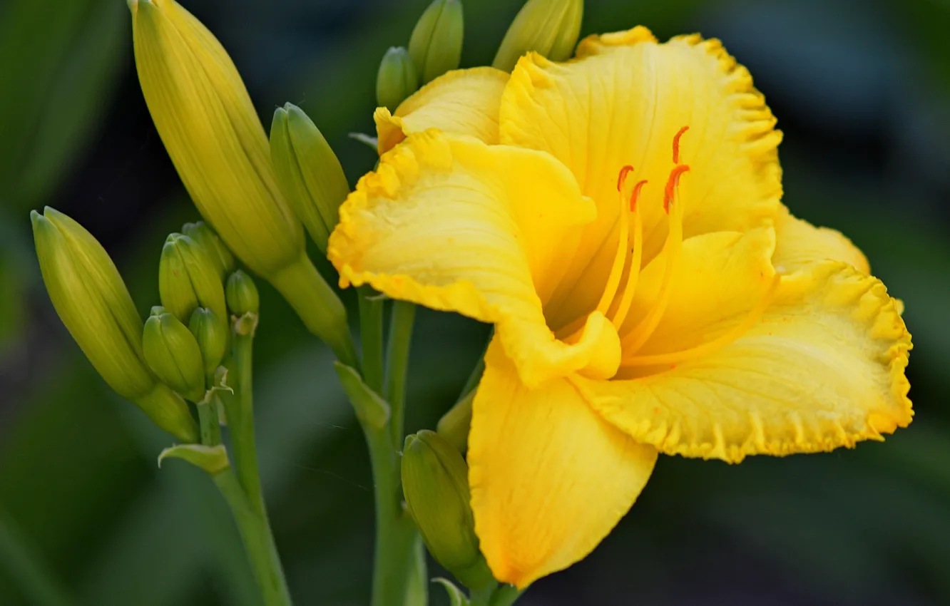 Photo wallpaper Macro, Lily, Buds, Lily, Macro, Yellow lily, Yellow Lily