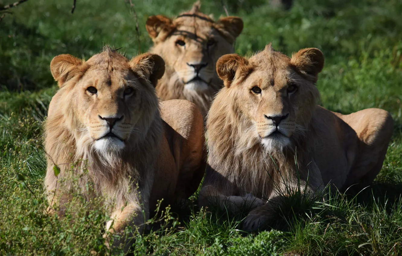 Photo wallpaper look, lioness, predator