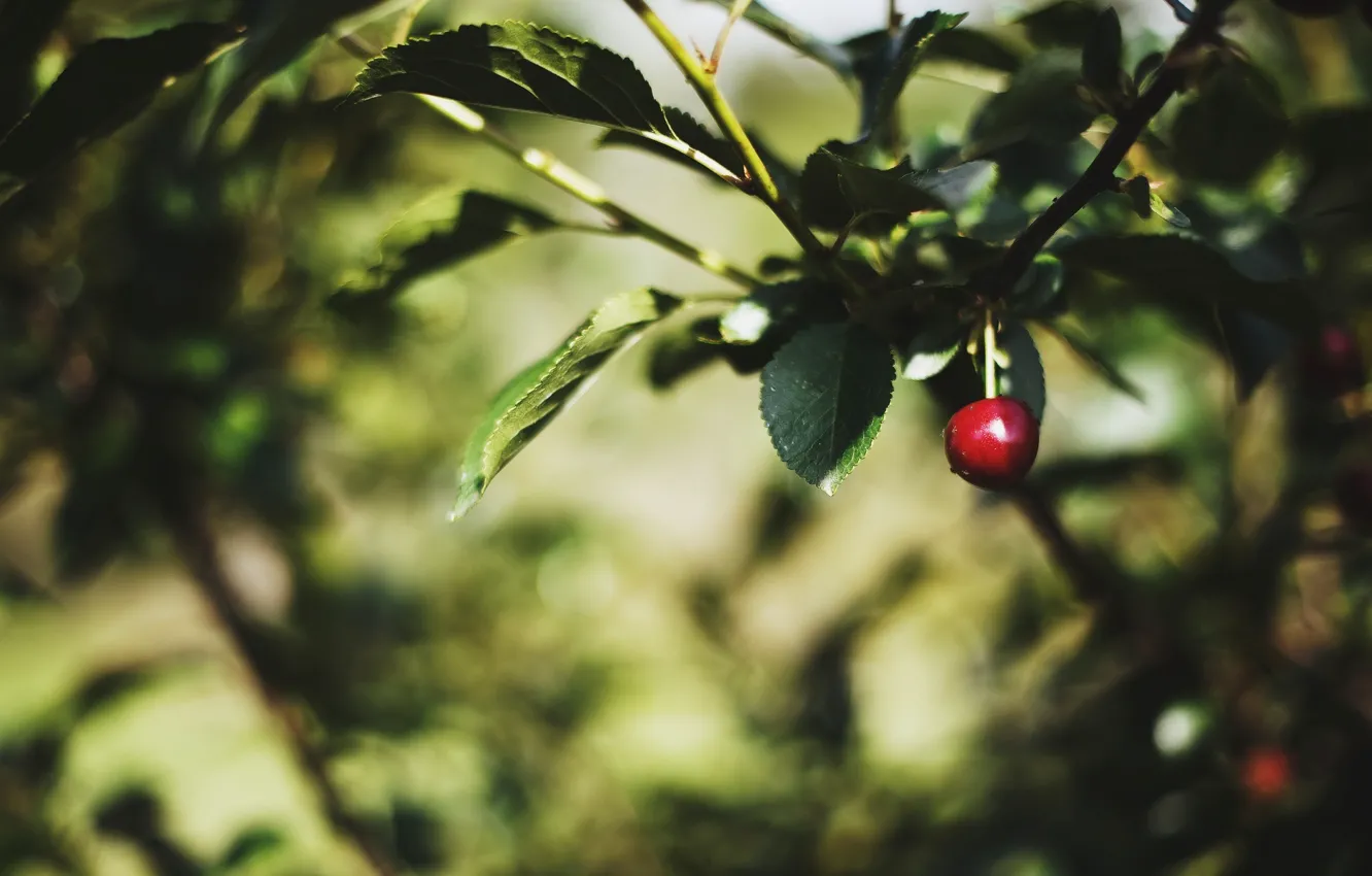Photo wallpaper leaves, macro, trees, red, cherry, green, background, widescreen
