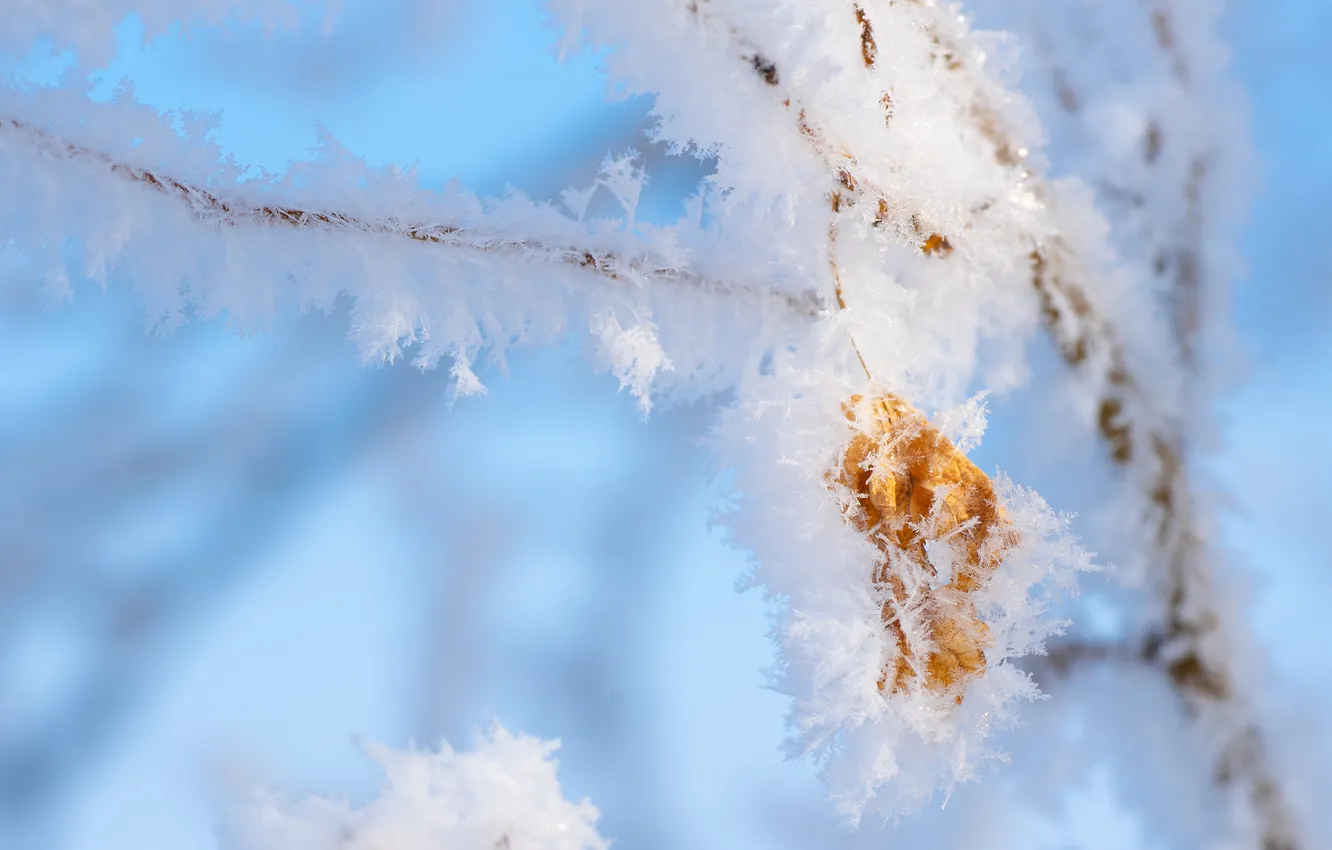 Photo wallpaper winter, frost, leaves, macro, branches