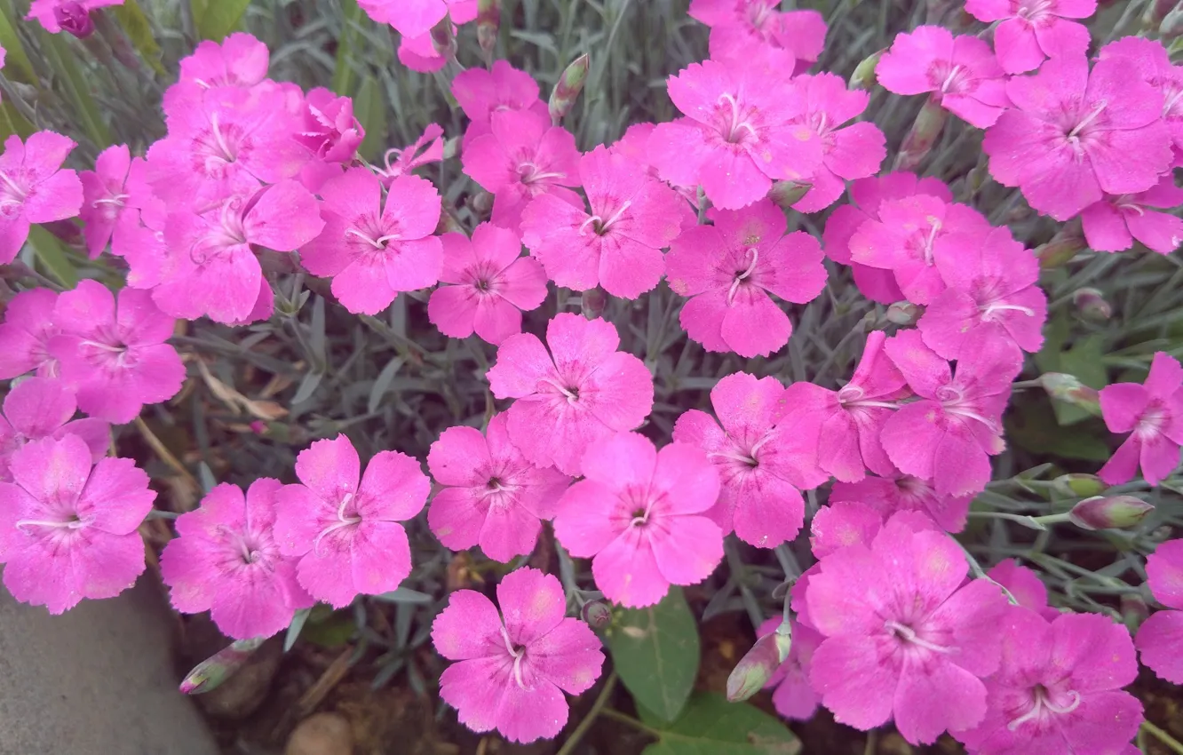 Photo wallpaper the bushes, clove, Mamala ©