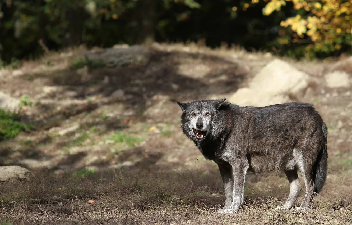 Photo wallpaper Predator, nature, snow, face, animal, wolf, wolves, canis lupus