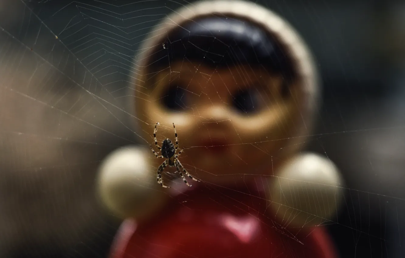 Photo wallpaper toy, web, spider, tumbler