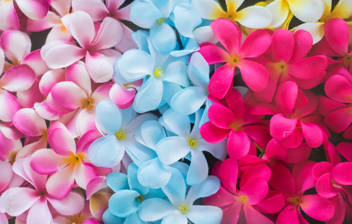 Photo wallpaper flowers, colorful, pink, flowers, plumeria, plumeria