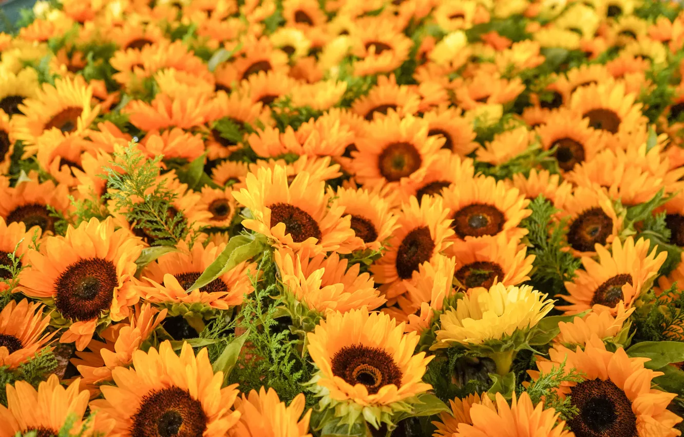 Photo wallpaper field, summer, sunflowers, a lot