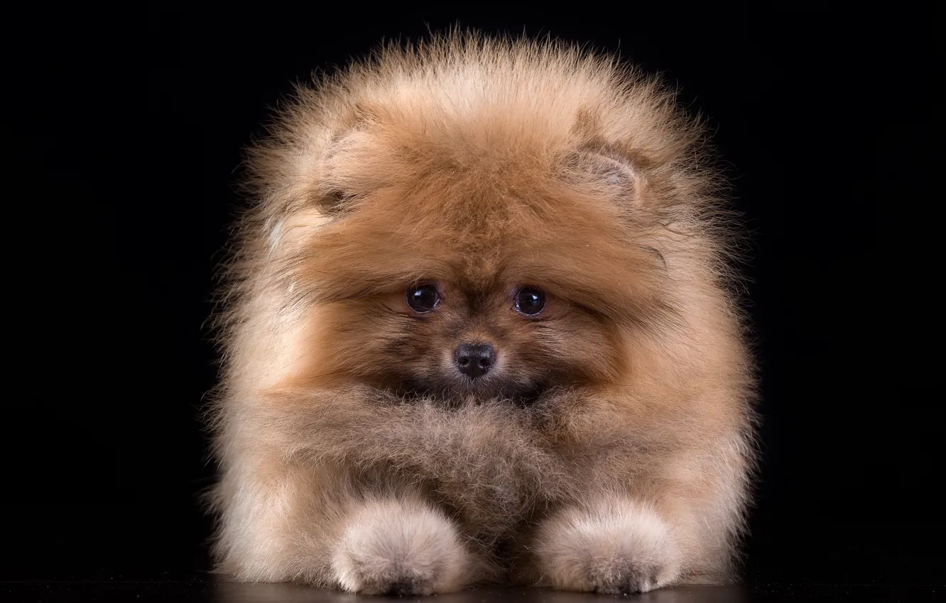 Photo wallpaper sweetheart, wool, fluffy, puppy, Spitz