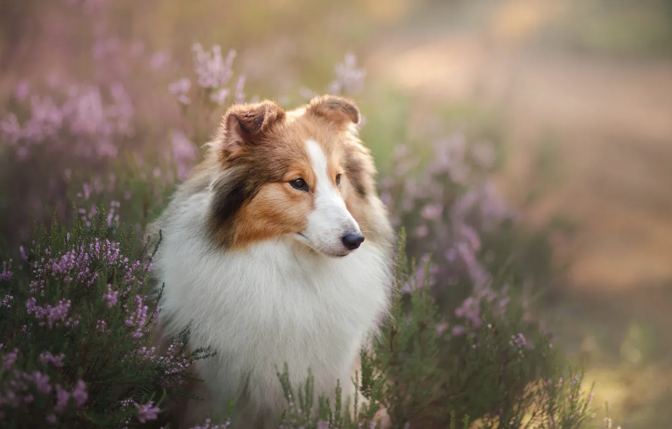 Photo wallpaper look, light, flowers, nature, glade, portrait, dog, meadow