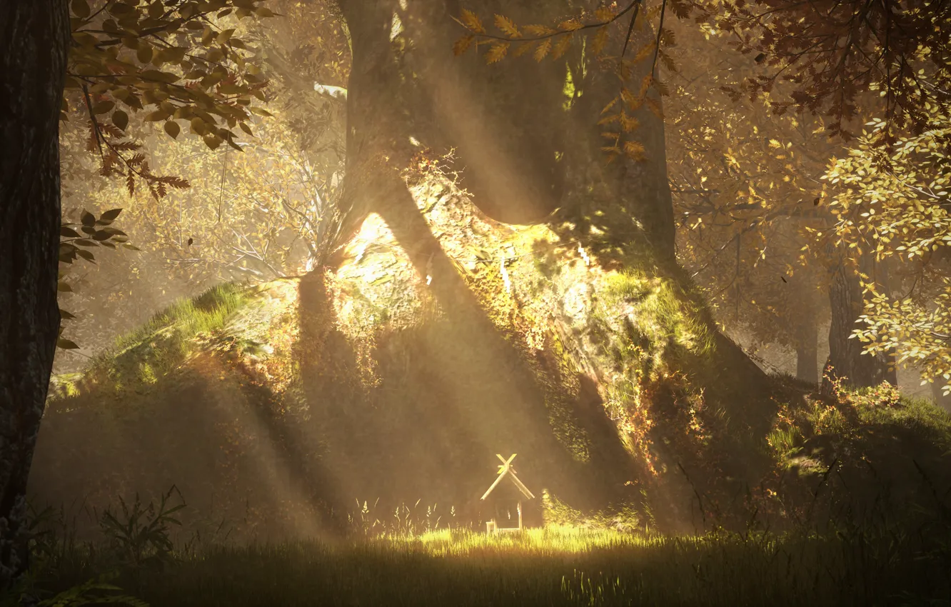 Photo wallpaper forest, nature, sanctuary