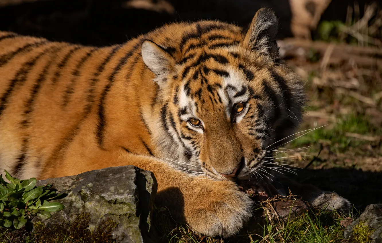 Photo wallpaper look, light, tiger, pose, the dark background, stones, shadow, paws