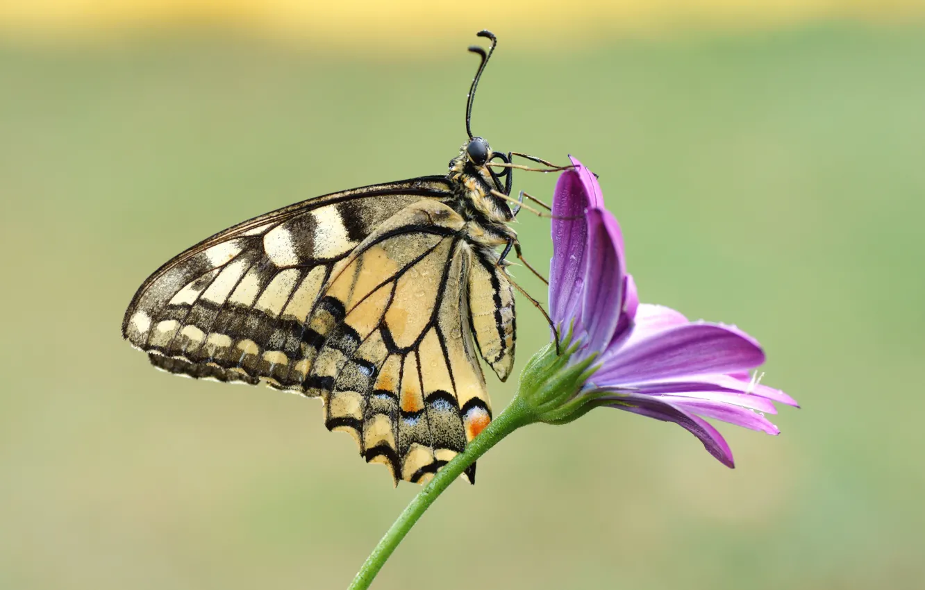 Photo wallpaper flowers, butterfly, swallowtail