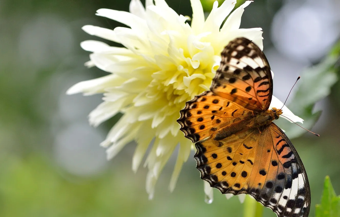 Photo wallpaper macro, flowers, butterfly, dahlias, Argyra