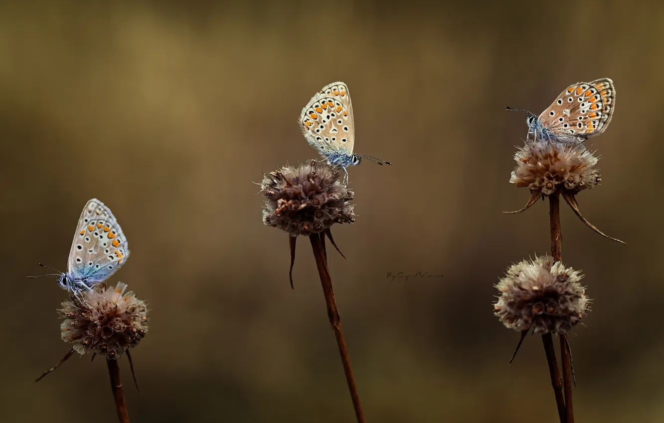 Photo wallpaper butterfly, wings, blur, three, flowers