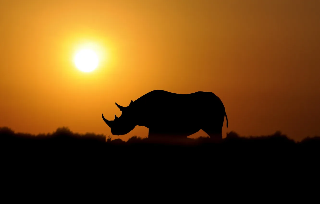 Photo wallpaper sunset, nature, Rhino