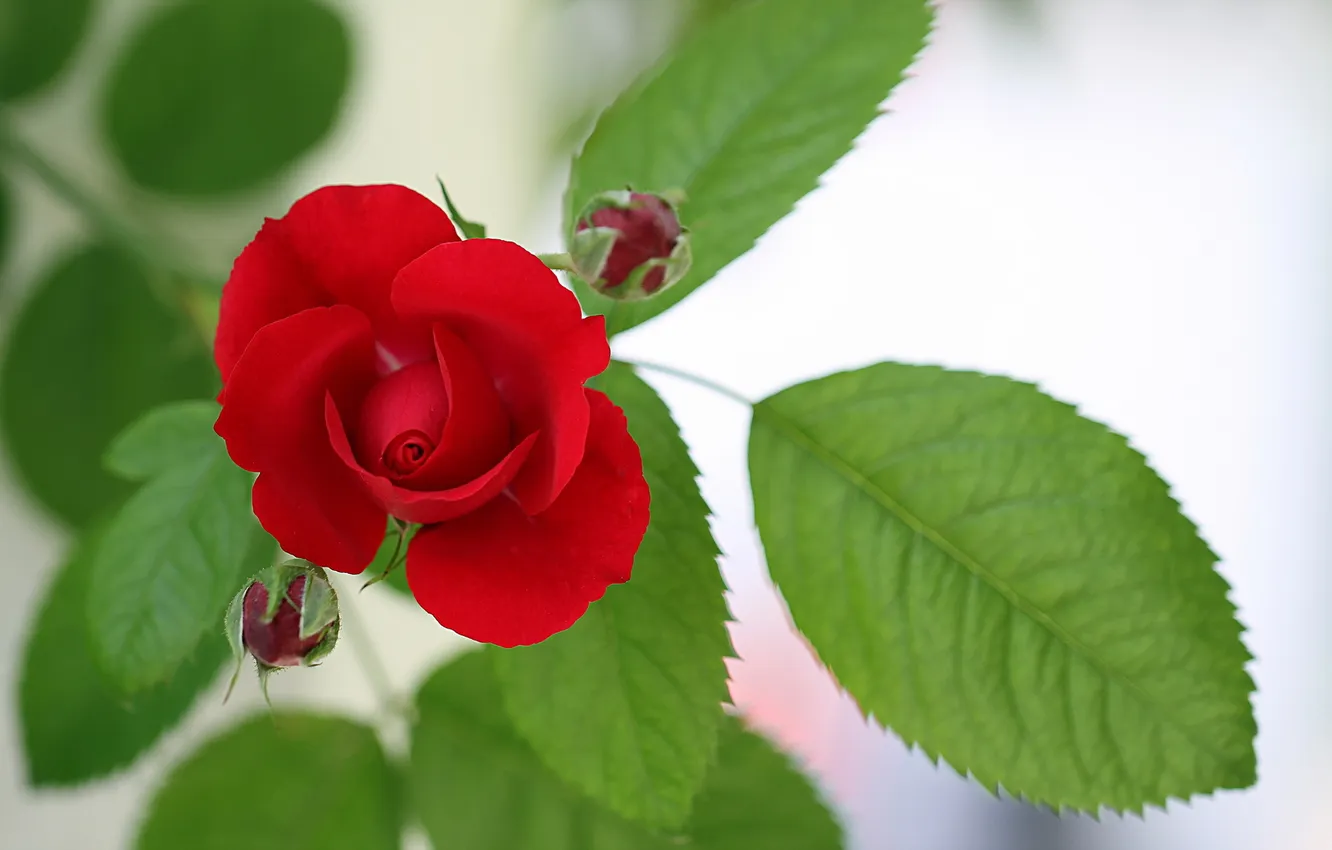 Photo wallpaper Flower, Rose, Rot