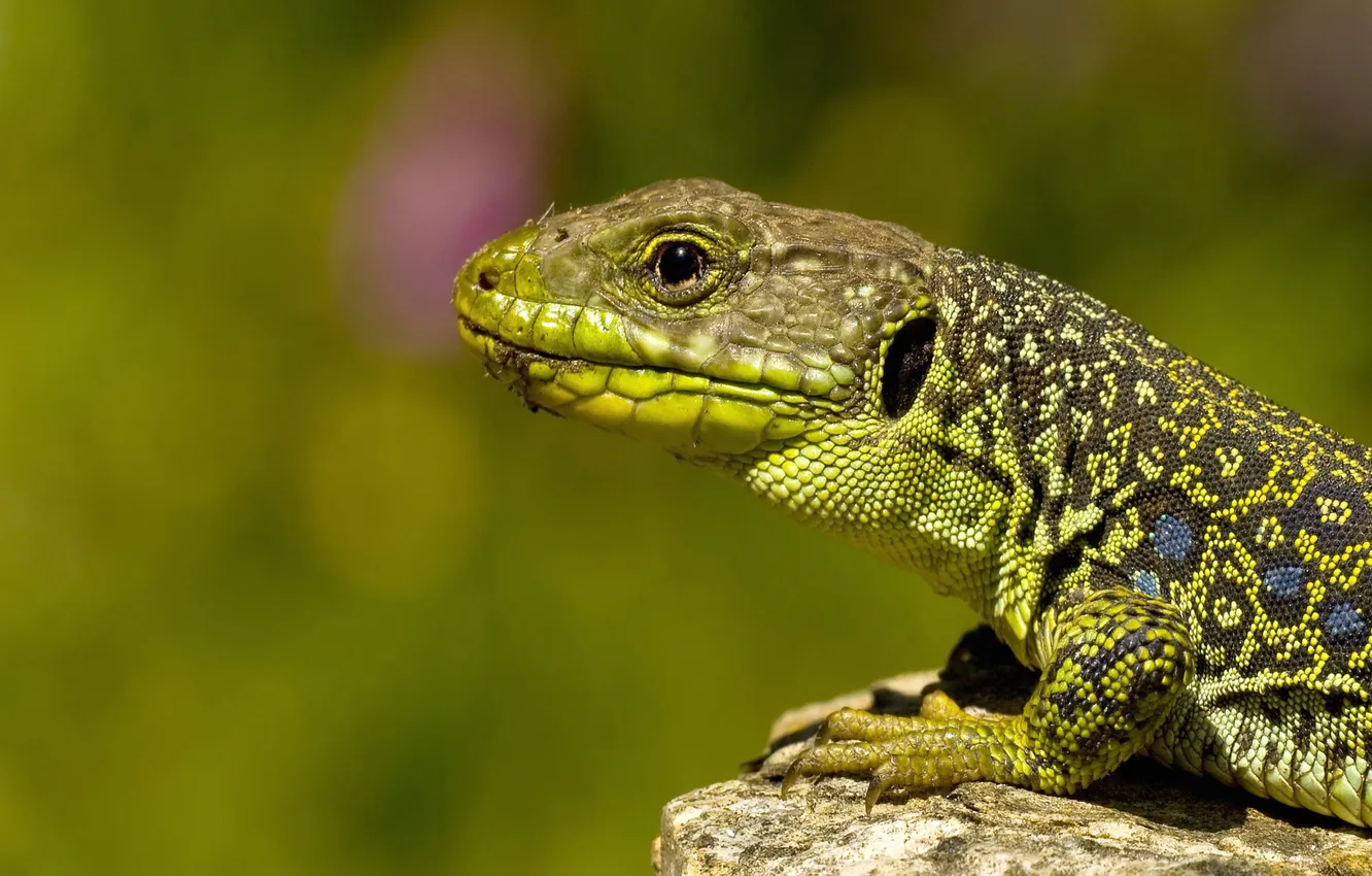 Photo wallpaper heat, lizard, bright