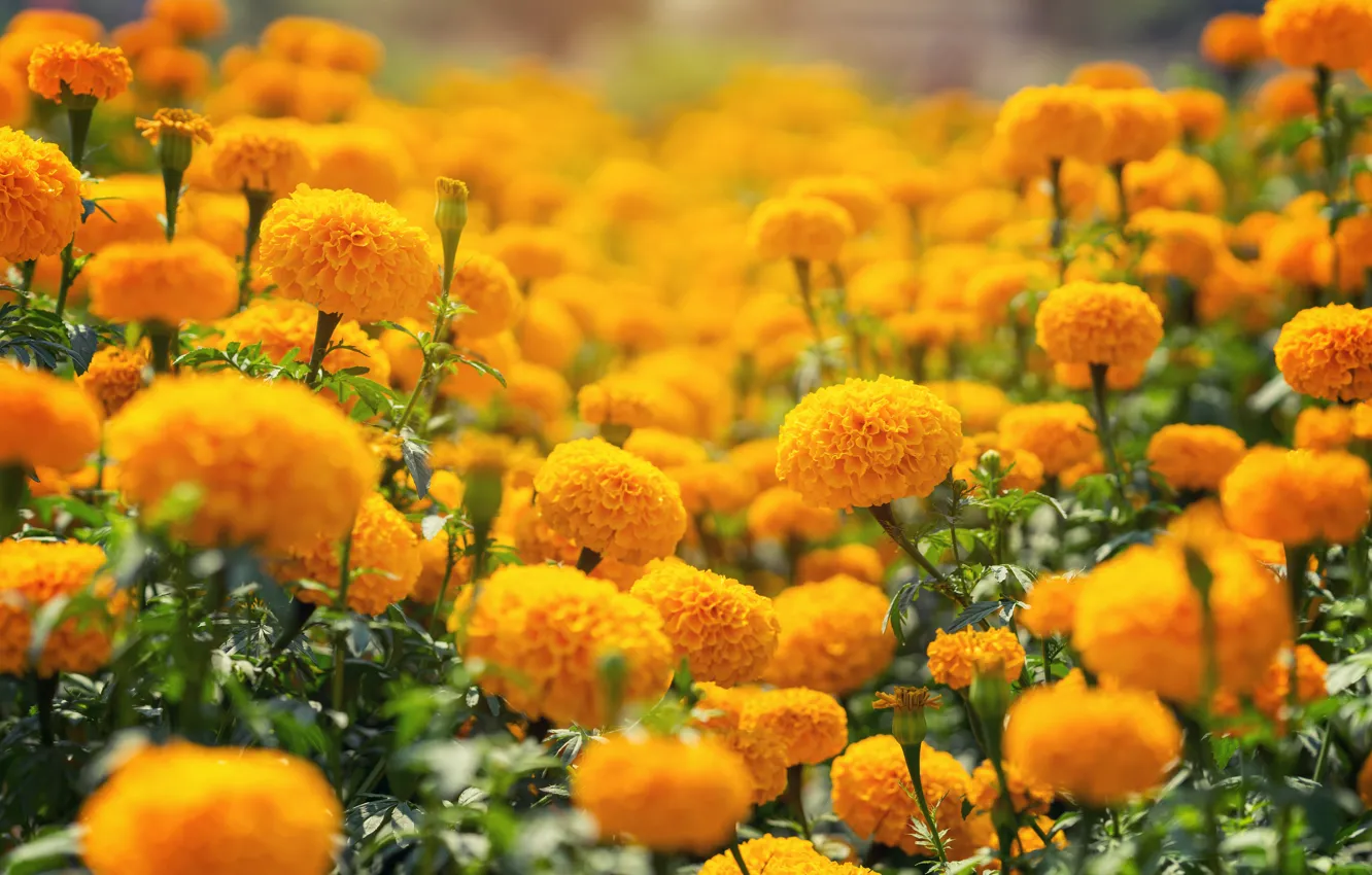Photo wallpaper flowers, flowering, marigolds