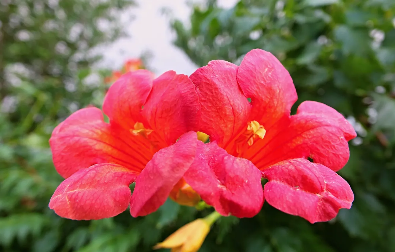 Photo wallpaper red, flowers, macro