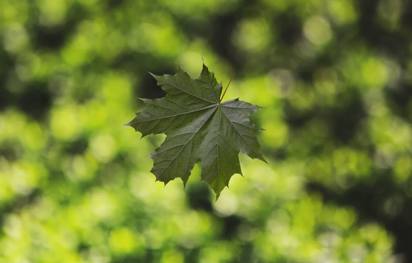 Photo wallpaper greens, maple leaf, bokeh