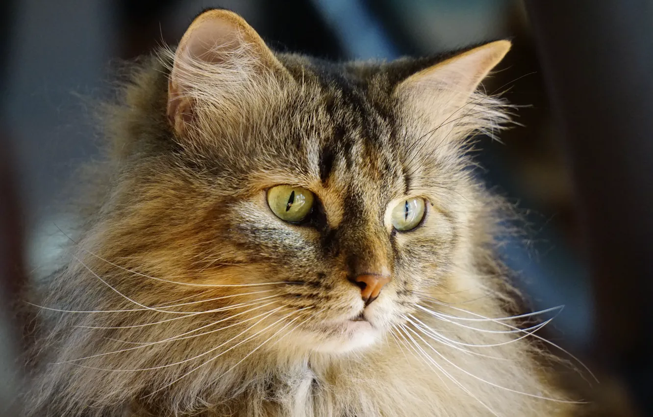 Photo wallpaper cat, cat, portrait, Kote