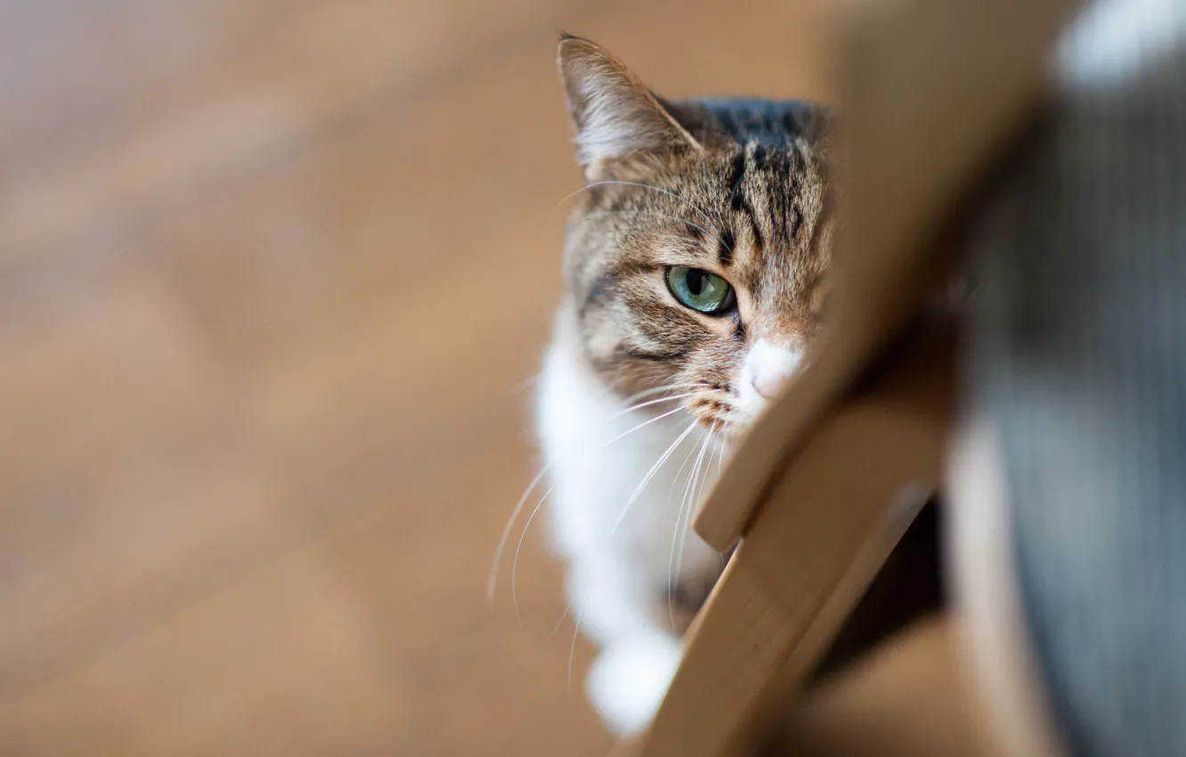 Photo wallpaper cat, eyes, cat, look, face, portrait, chair, floor