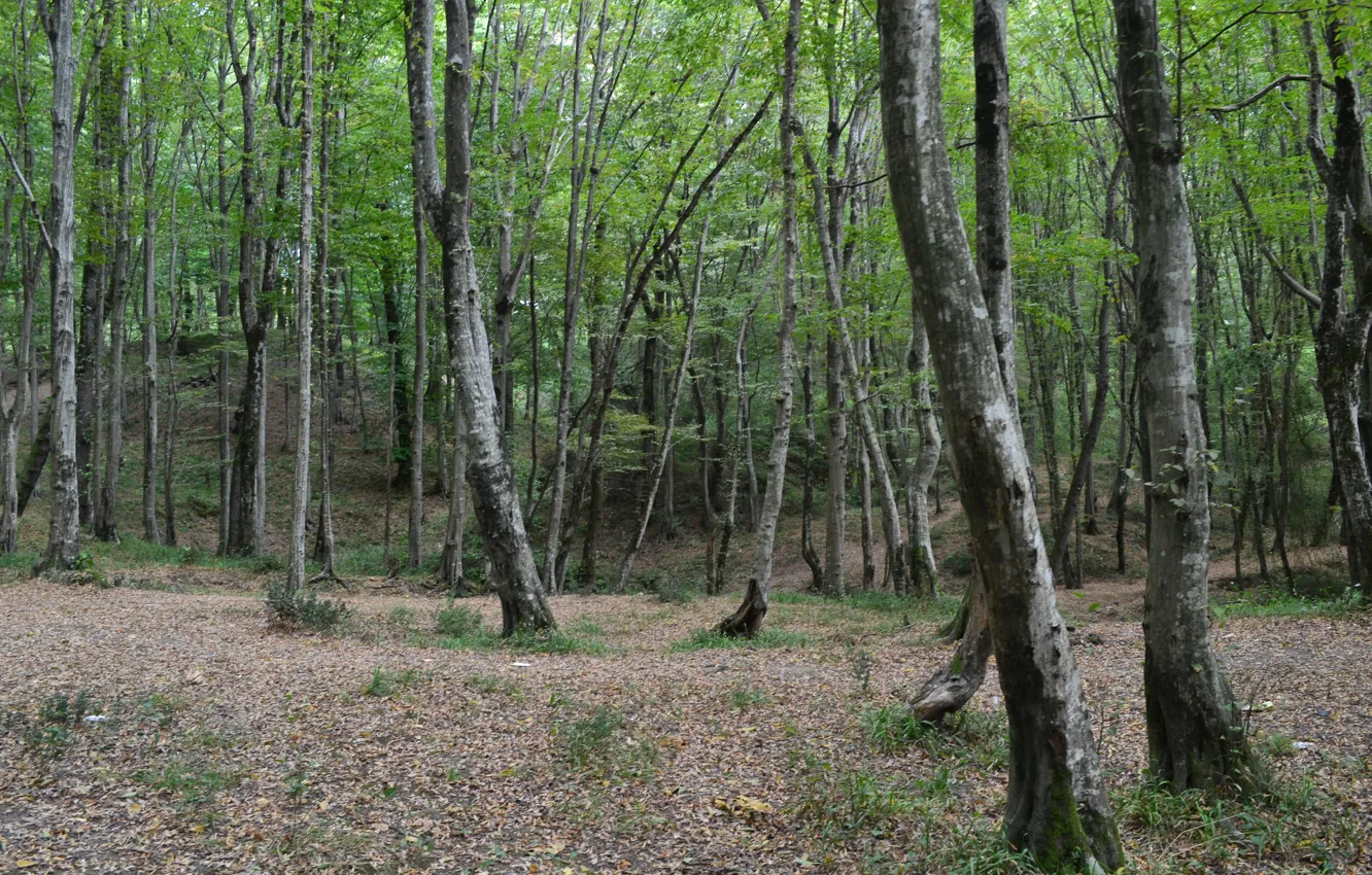 Photo wallpaper forest, trees, the beginning of autumn