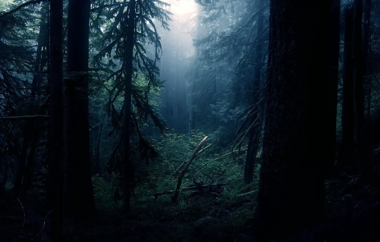Photo wallpaper forest, light, night