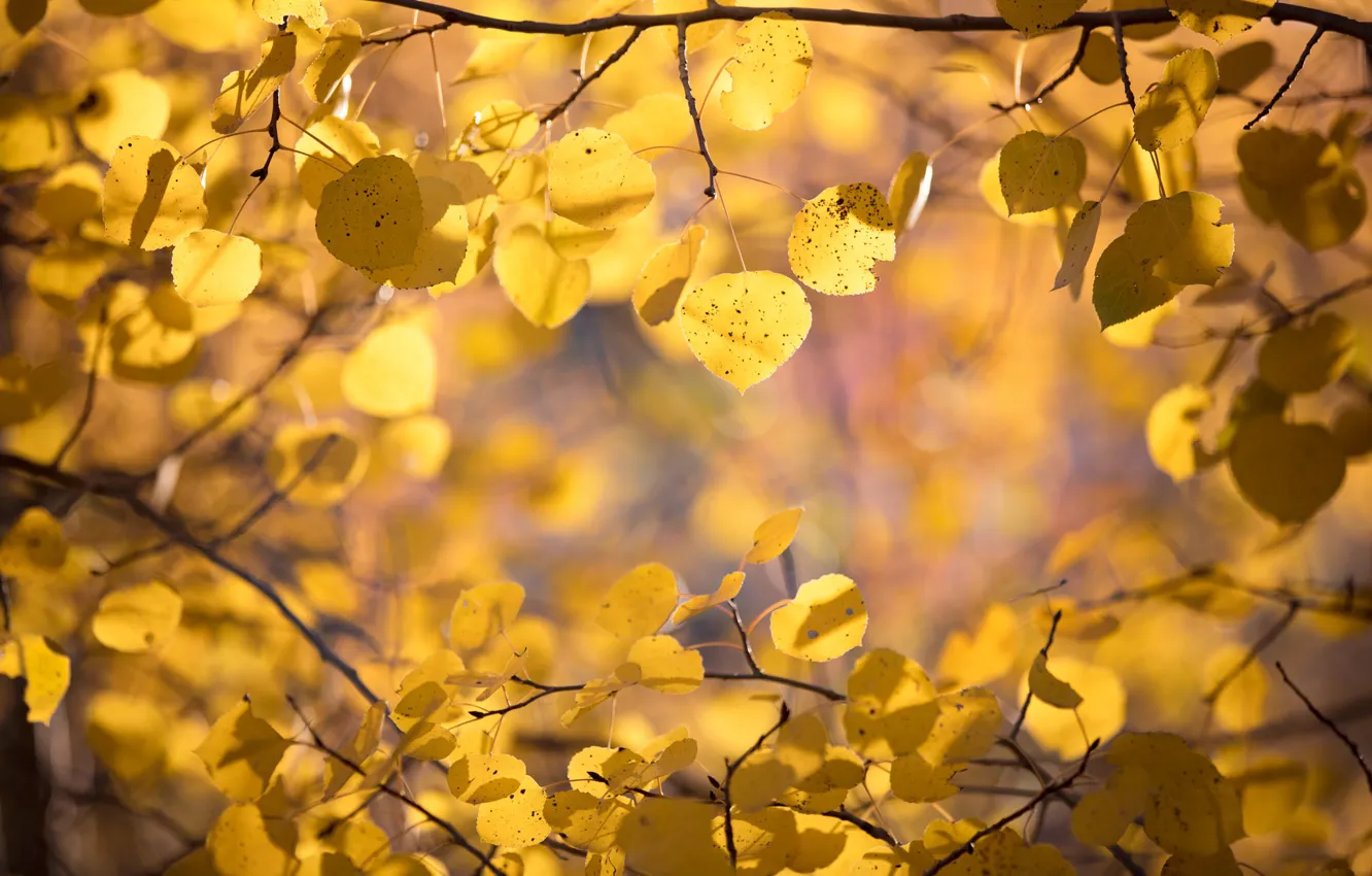 Photo wallpaper autumn, leaves, branches, aspen
