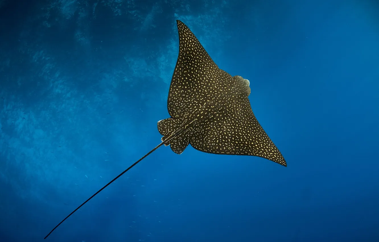 Photo wallpaper depth, under water, PEREPECHAEV PAVEL, spotted eaglet