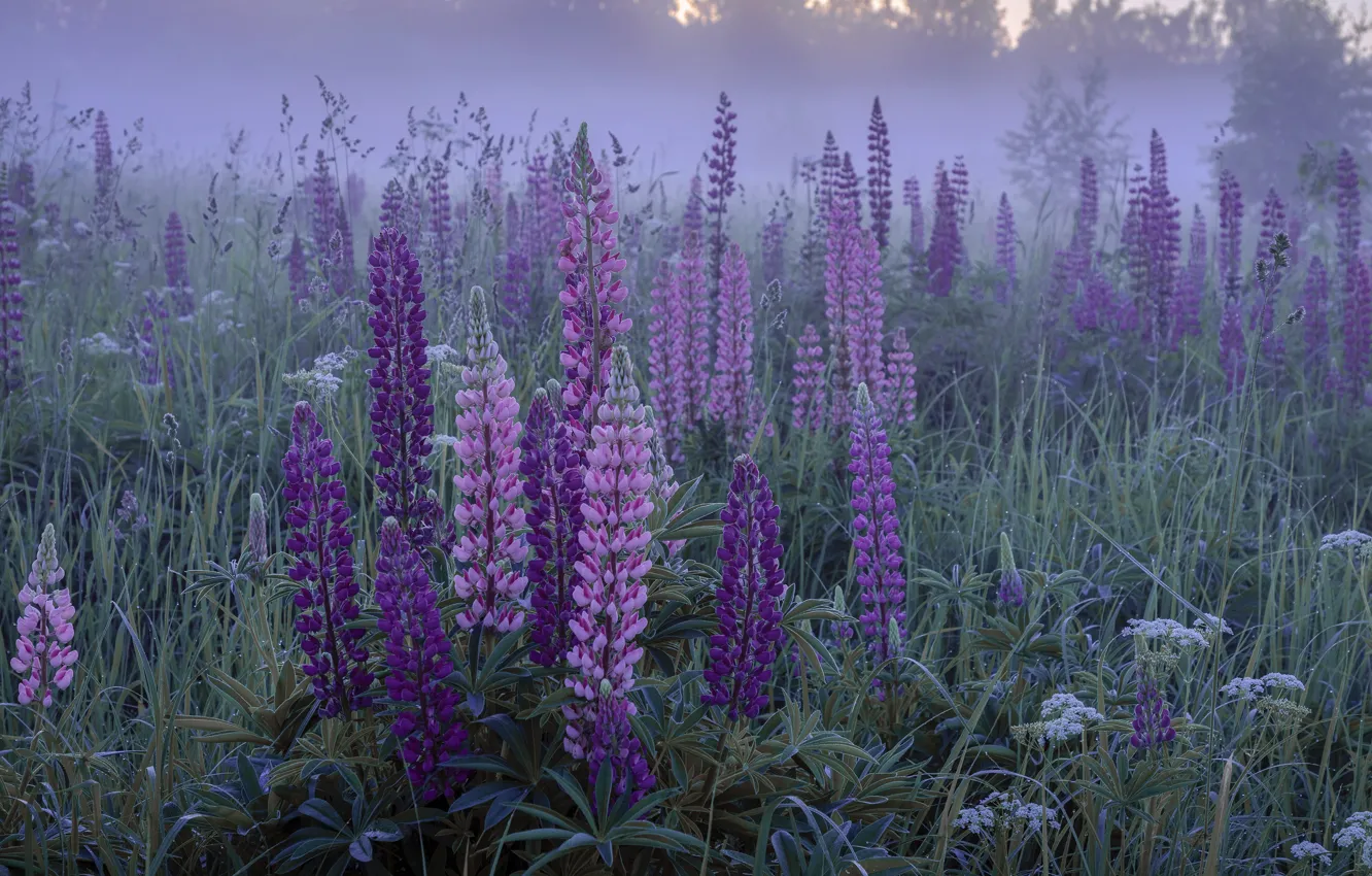 Photo wallpaper grass, flowers, nature, fog, morning, lupins, Elena Guseva