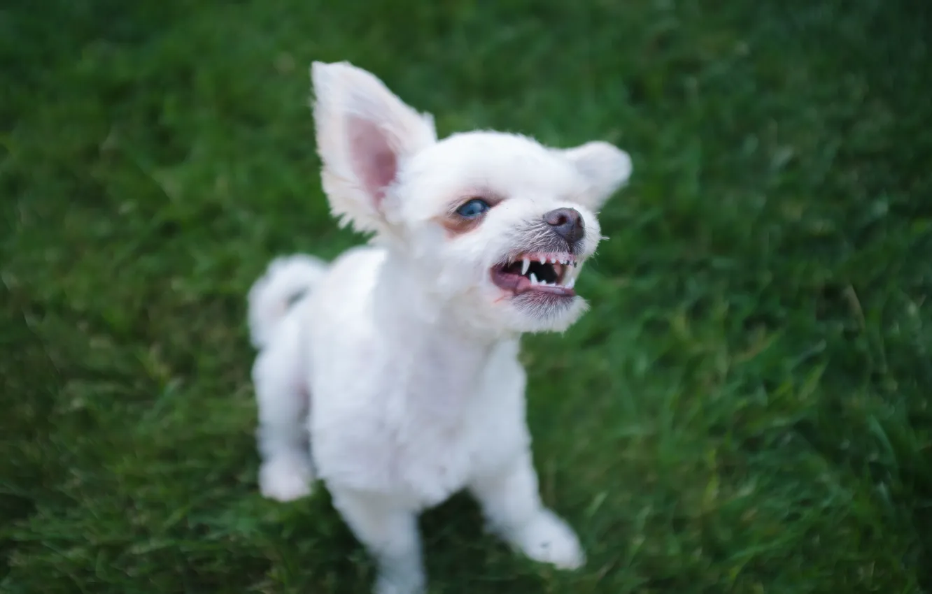 Photo wallpaper face, dog, grin, puppy