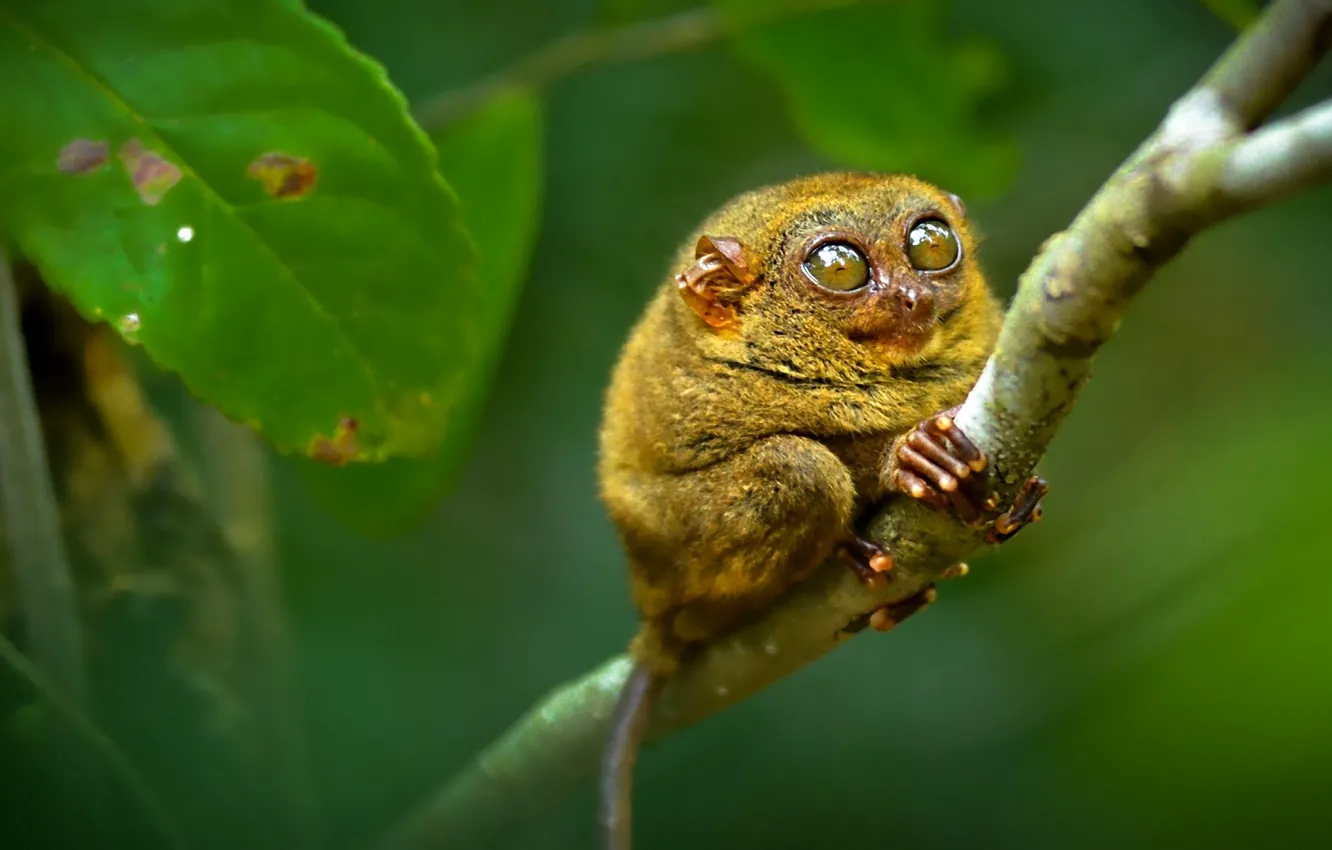 Photo wallpaper eyes, branch, the primacy of, tarsier, tarsier