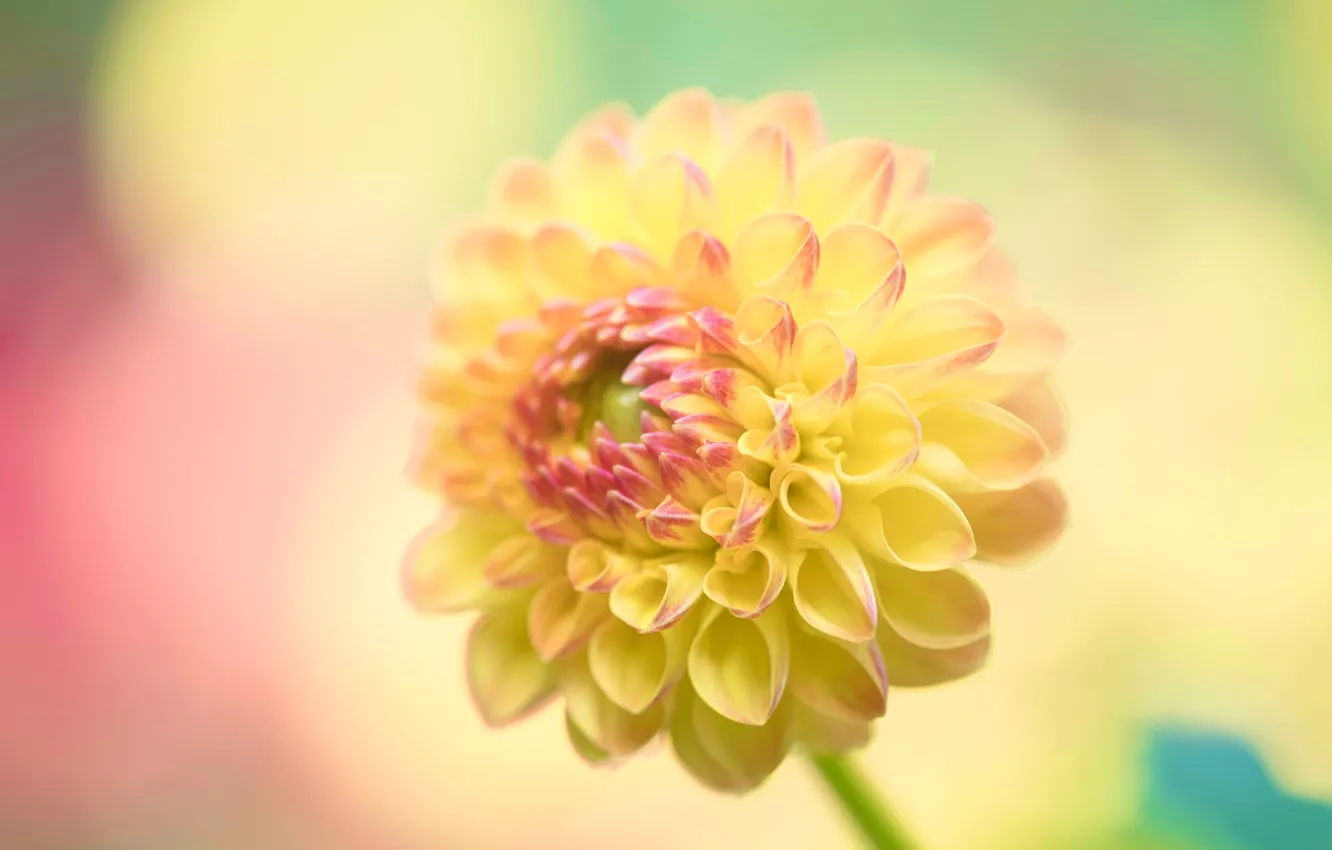 Photo wallpaper flowers, yellow, dahlias