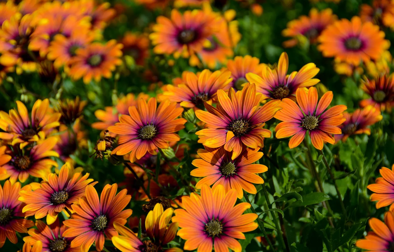 Photo wallpaper flowers, orange, glade, a lot, bokeh, Osteospermum