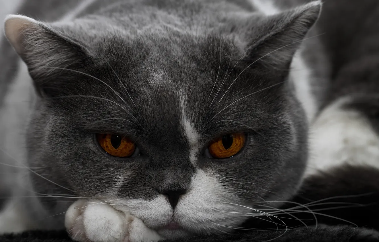 Photo wallpaper look, portrait, muzzle, British Shorthair
