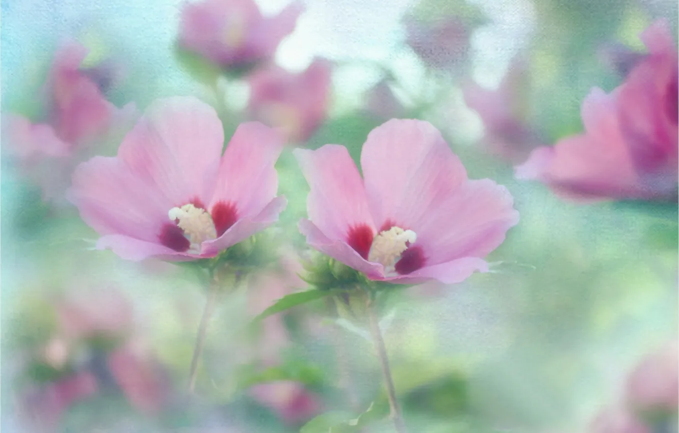 Photo wallpaper flowers, texture, pink, mallow