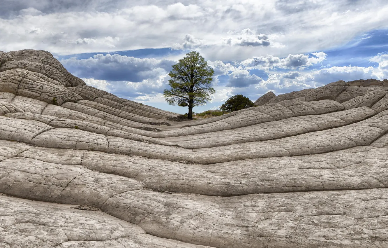 Photo wallpaper trees, nature, stones, rocks