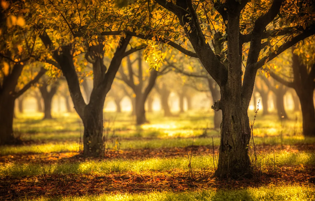 Photo wallpaper colors, forest, yellow, autumn, leaves, tree, fall